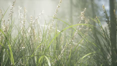 Grass-flower-field-with-soft-sunlight-for-background.